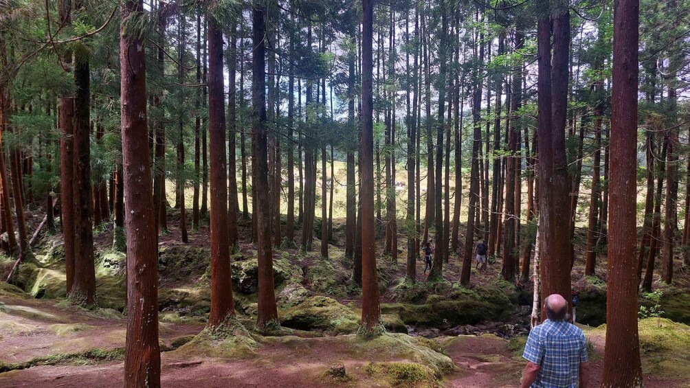 A dense forest with tall trees and a person standing on a path. 3