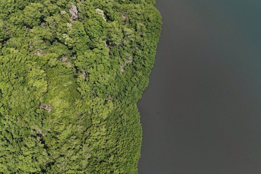 A dense green forested area adjacent to a large body of water. 2