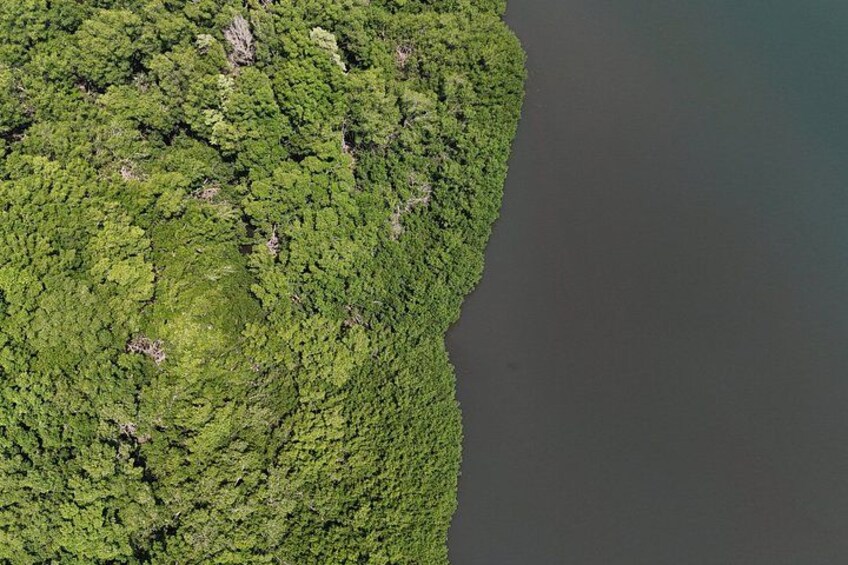 A dense forested coastline with a clear demarcation between land and water. 2