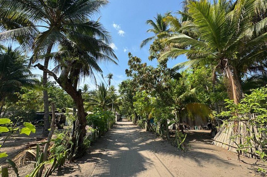 A dirt path flanked by palm trees and tropical vegetation. 3