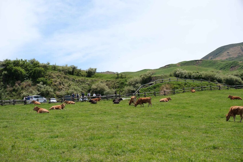A grassy field with cows grazing and resting, a wooden fence, and a hill in the background. 3
