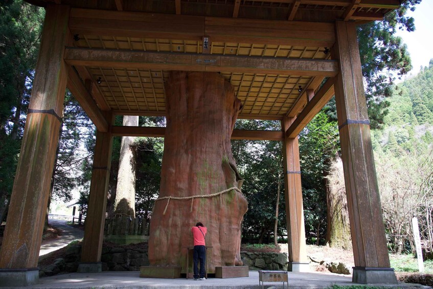 A person standing under a wooden pavilion with a rope tied around a large tree trunk. 4