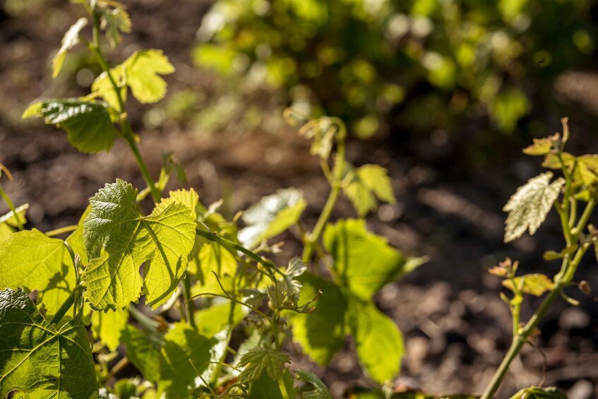 A close-up of green leaves with serrated edges, likely from a plant. 2
