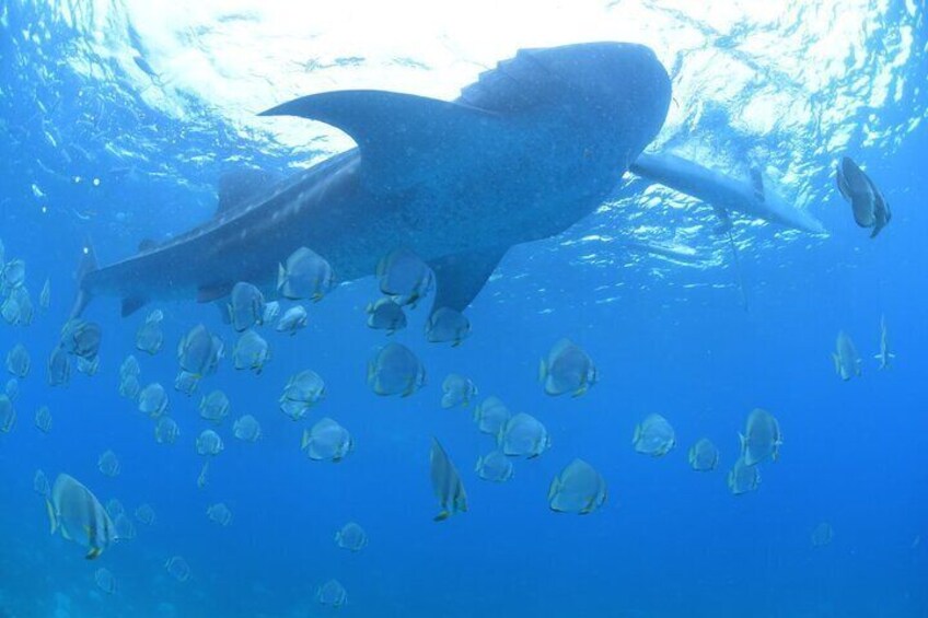 A whale swimming with a school of fish in clear blue water. 5