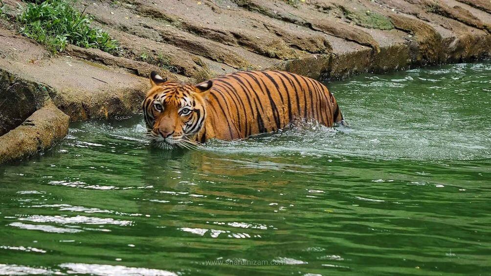 A tiger in water with rocks and greenery in the background. 1