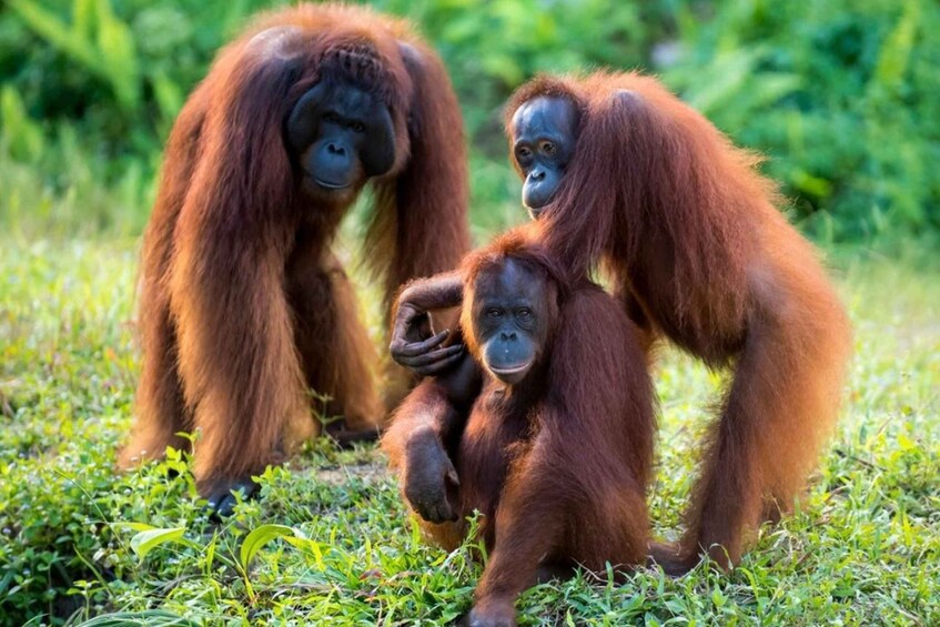Three orangutans in a grassy area. 4