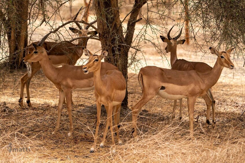 A group of antelopes in a dry, grassy area with sparse trees. 2