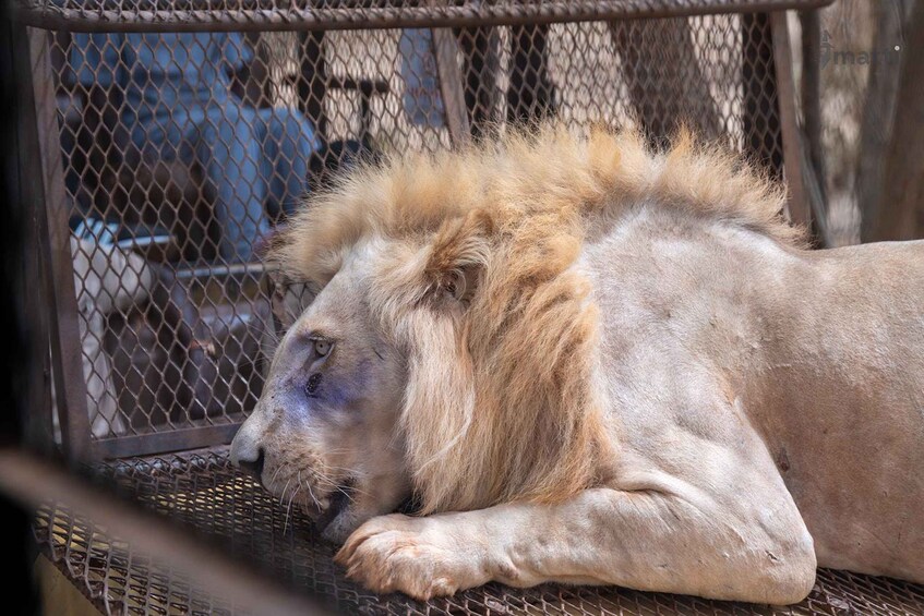 A lion with a light mane resting inside a metal enclosure. 1