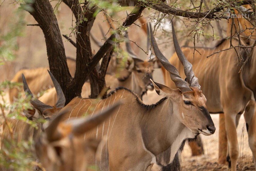 A herd of antelopes in a natural setting with trees and dry grass. 3