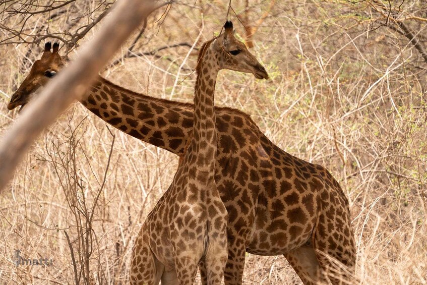 Two giraffes in a dry, bushy landscape. 4
