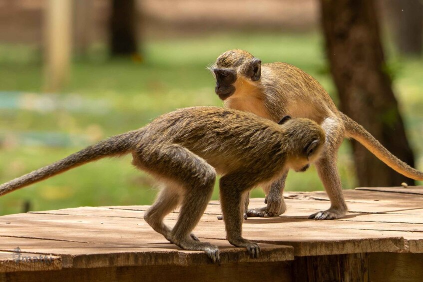 Two monkeys on a wooden platform in a natural setting. 5