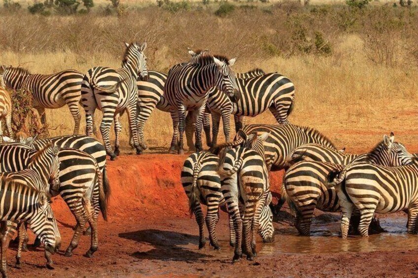 Zebras drinking water at a watering hole in a dry savanna. 5