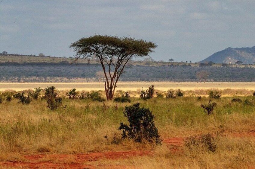 A savanna landscape with a prominent acacia tree, grassy plains, and distant hills. 4