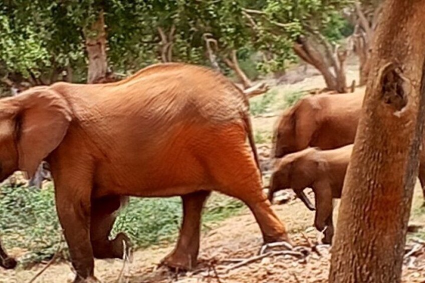 Elephants walking in a forested area with trees and underbrush. 2