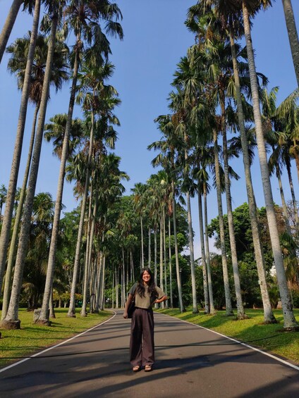 A person standing on a road lined with tall palm trees. 1