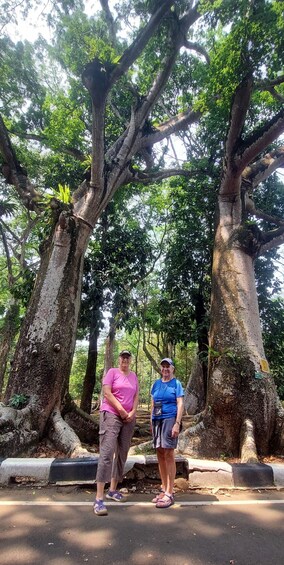 Two people standing under large trees with thick trunks and a paved path in the foreground. 3