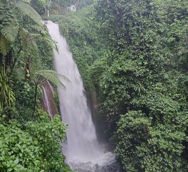 A waterfall surrounded by dense green foliage. 1
