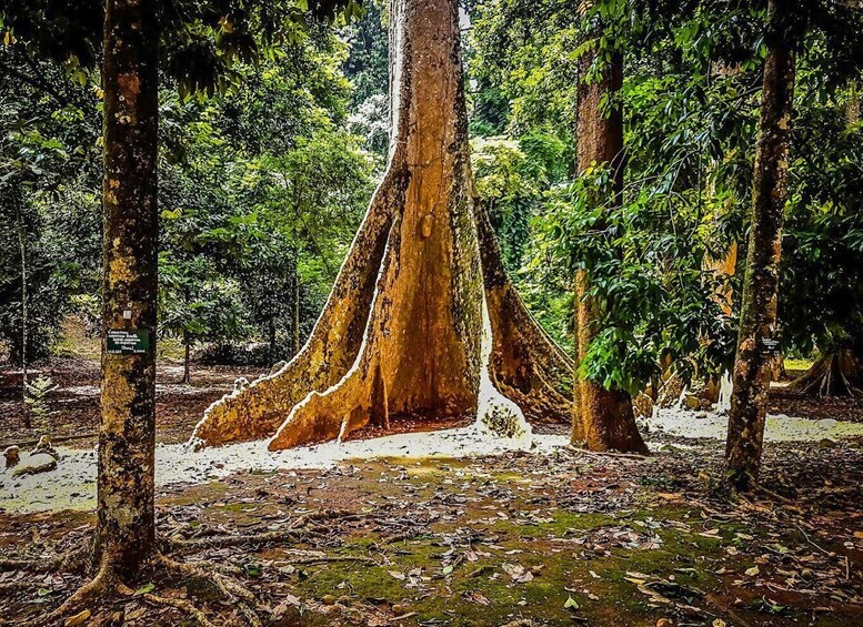 A forest with a large tree featuring a prominent root system. 5