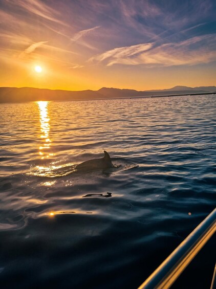A dolphin swimming in calm waters during sunset with a mountain range in the background. 2