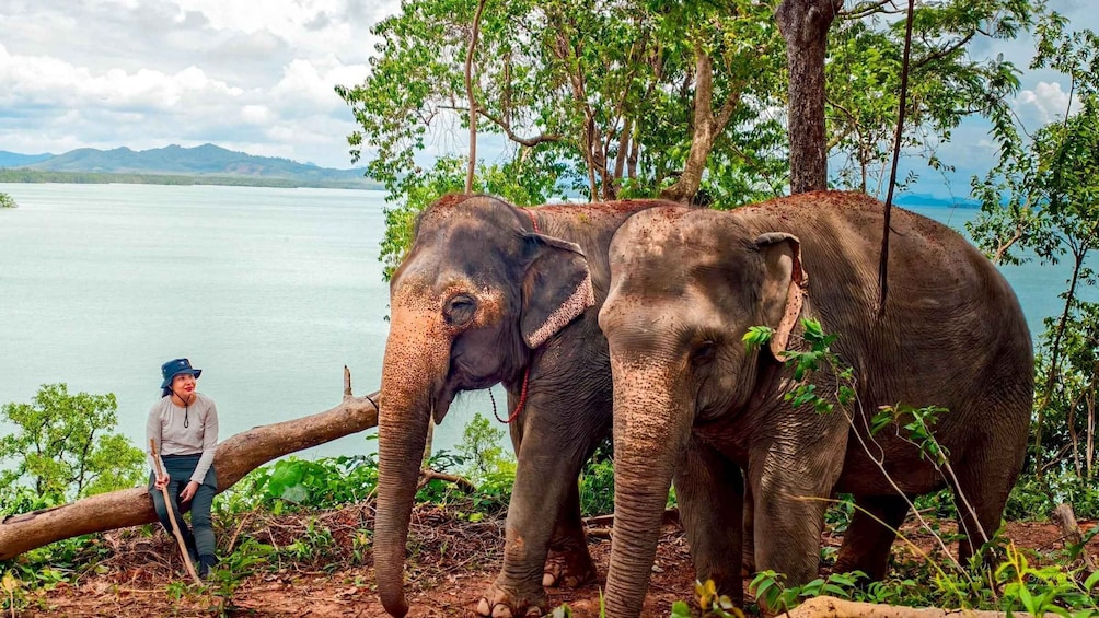 Two elephants near a body of water with trees and mountains in the background. 1
