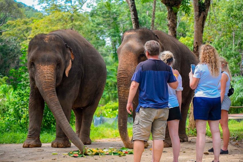 An elephant with a person feeding it, surrounded by lush greenery. 5