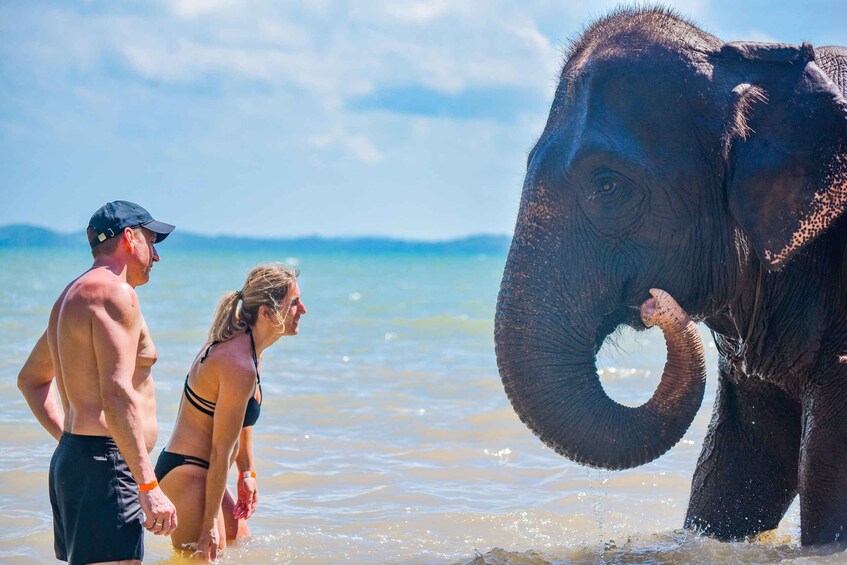 A man and woman in swimwear standing in shallow water with an elephant. 4