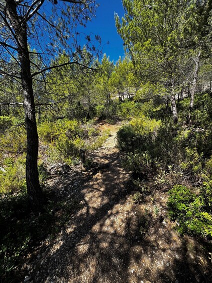 A forest trail with trees and shrubs. 3