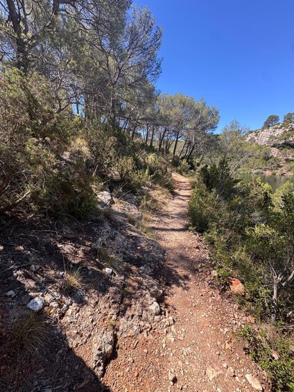 A rocky trail surrounded by dense trees and shrubs. 5
