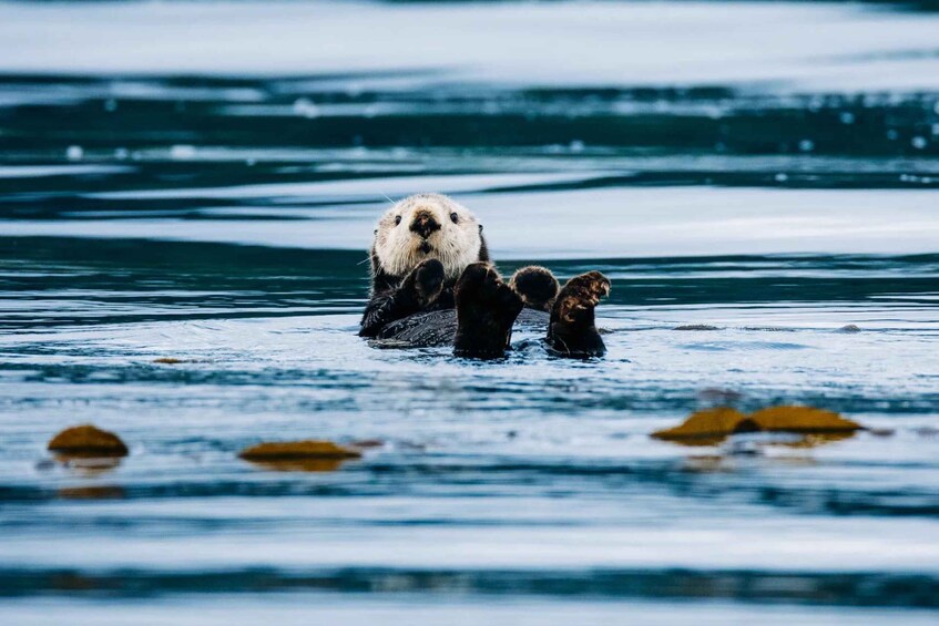 An otter with its young in a body of water. 1
