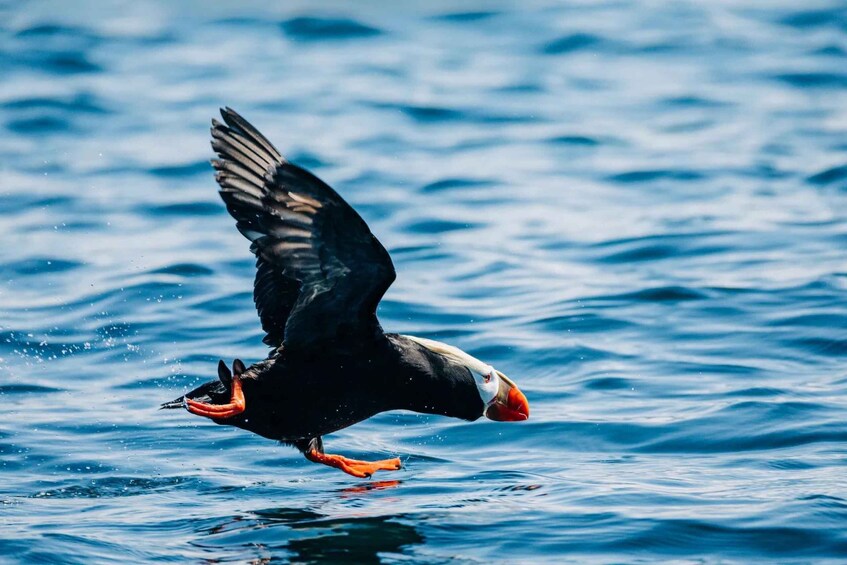 A puffin in flight over water. 4