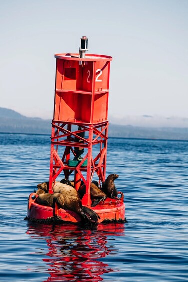 A red buoy with the number 2, surrounded by seals in the water. 3