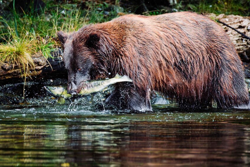 Picture 7 for Activity Sitka: Small-Group Whale and Wildlife Boat Tour 4