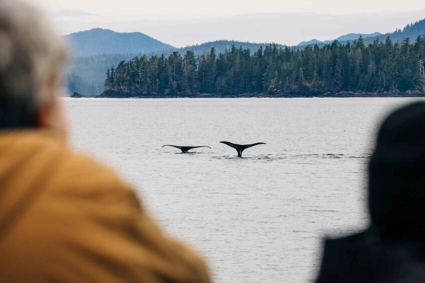 Two whales breaching in the ocean with a forested coastline in the background. 2