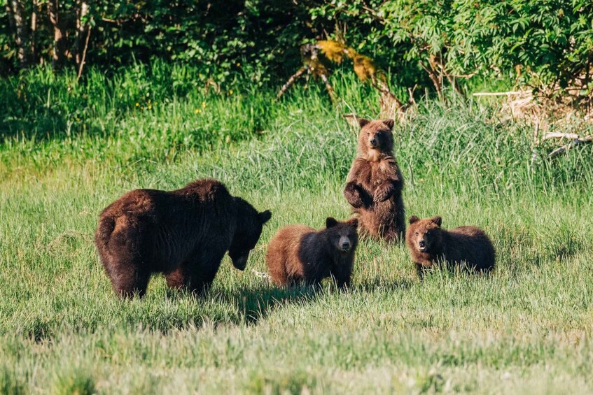 A family of bears in a grassy field with dense foliage in the background. 5