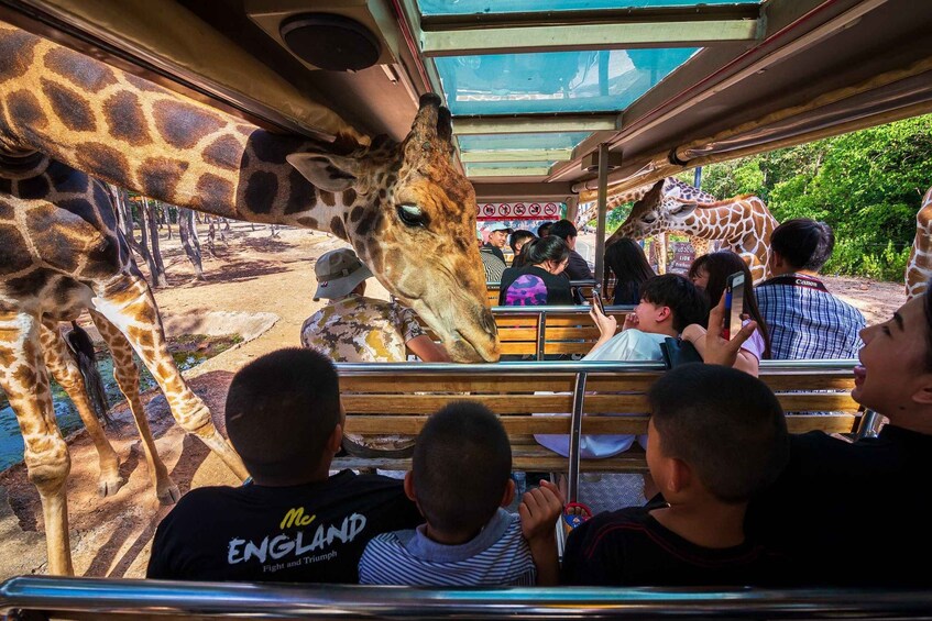A giraffe inside a vehicle with people observing. 1