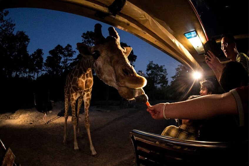 A giraffe being fed by a person inside a vehicle at night. 2