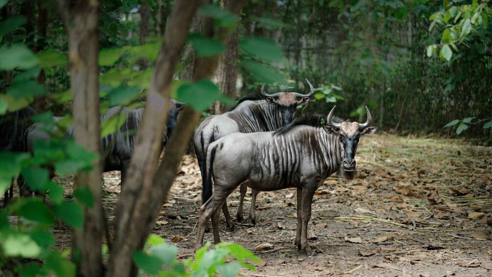 Wildebeests in a forested area with leaf-covered ground. 3