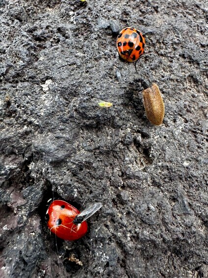Picture 17 for Activity Etna: Small Group Hiking, Lava Cave & Pickup from Catania 4