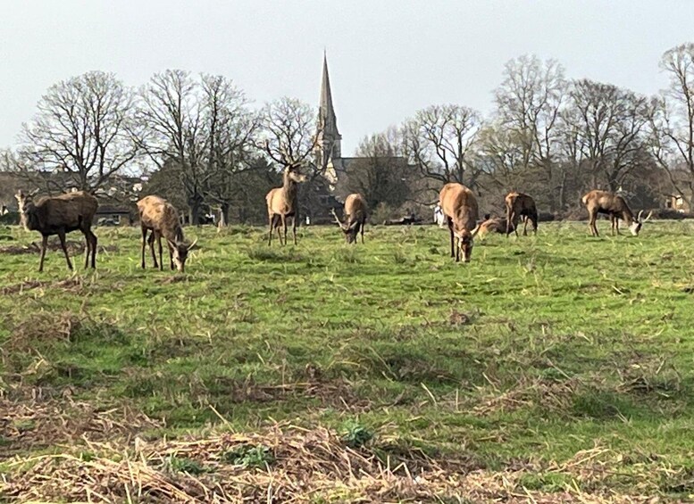 A herd of deer grazing in a field with a church spire in the background. 5