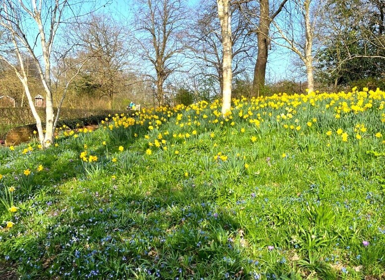 A field of daffodils and bluebells with trees in the background. 3