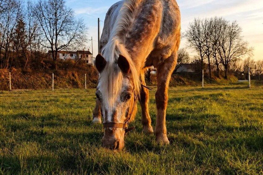 A horse grazing in a grassy field with trees and houses in the background. 2
