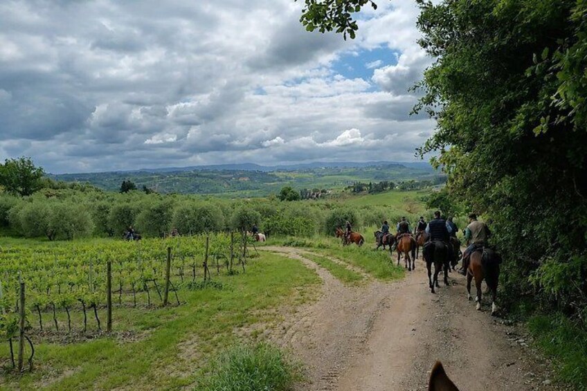 A dirt path with people riding horses through a vineyard. 1