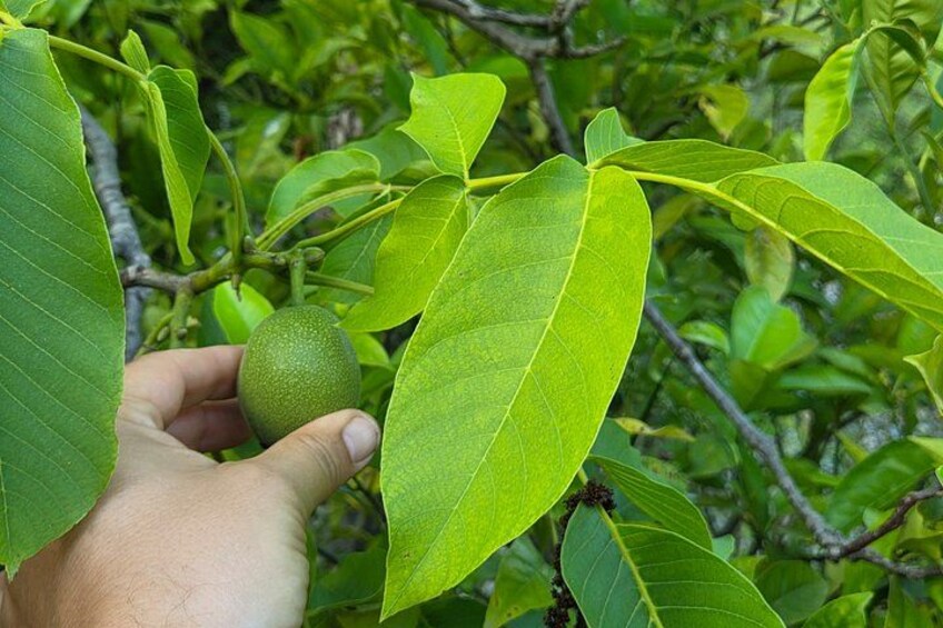 Edible Forest Medicinal Herb and Fruit Tasting 5