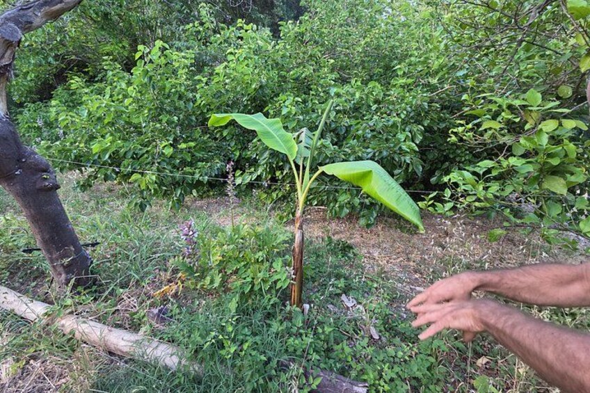 Edible Forest Medicinal Herb and Fruit Tasting 2