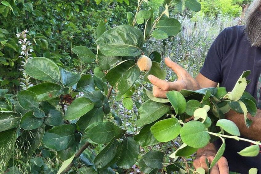 Edible Forest Medicinal Herb and Fruit Tasting 3
