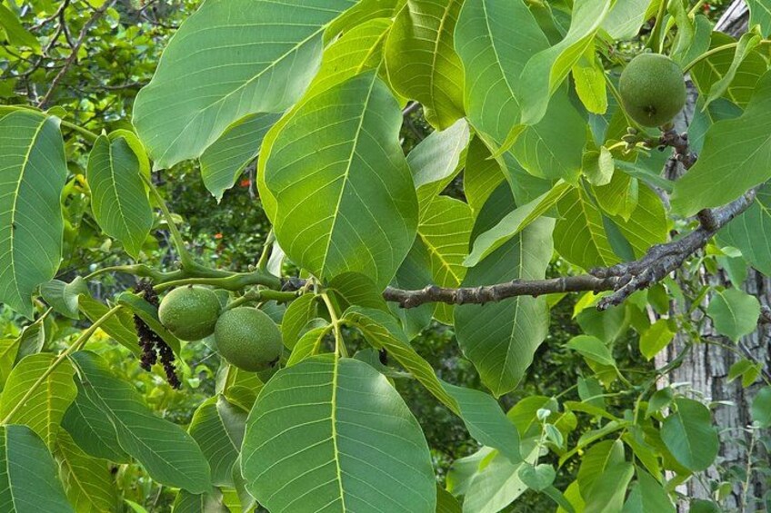 Edible Forest Medicinal Herb and Fruit Tasting 4