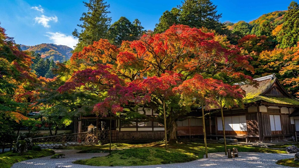 Picture 8 for Activity Fukuoka: Itoshima, Shiraito Falls, Dazaifu & Yanagawa Town 4