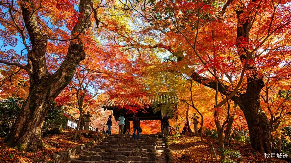 Picture 9 for Activity Fukuoka: Itoshima, Shiraito Falls, Dazaifu & Yanagawa Town 3