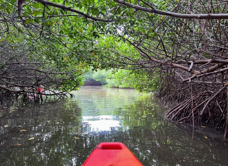 A red kayak navigating through a mangrove forest with dense foliage and water. 3