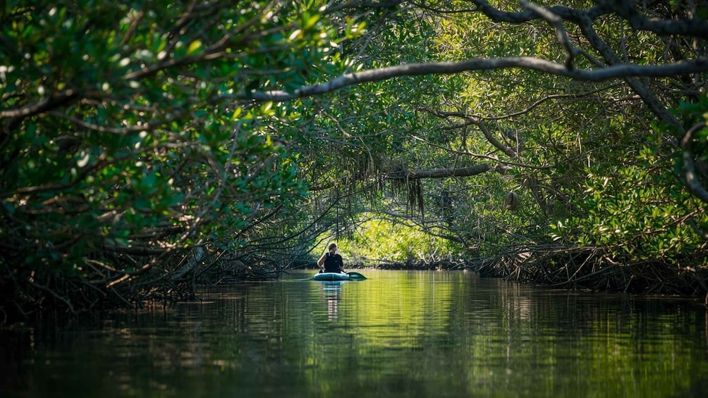 A person kayaking through a mangrove forest. 2